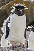 Erwachsener Südlicher Felsenpinguin (Eudyptes chrysocome chrysocome) in der Brut- und Mauserkolonie,Falklandinseln,Südamerika