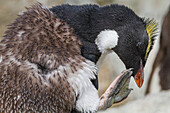 Erwachsener Südlicher Felsenpinguin (Eudyptes chrysocome chrysocome) in der Brut- und Mauser-Kolonie,Falklandinseln,Südamerika