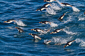 Adult macaroni penguins (Eudyptes chrysolophus) porpoising for speed while traveling to breeding colony, South Georgia, Polar Regions