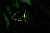 Grasshopper at night on tree during night fauna tour in Costa Rica