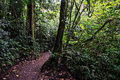 Trees and vegetation in Monteverde cloud forest, Costa Rica