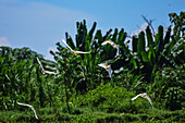 White egrets flying over Tarcoles River, Costa Rica