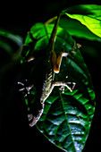 Anole lizard on a leaf at night, Costa Rica