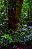 Trees and vegetation in Monteverde cloud forest, Costa Rica