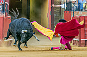 A dramatic scene of a bullfighter kneeling as a bull charges during a bullfight in Spain, known as portagayola.