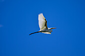 White egret in flight over Tarcoles River