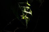 Grasshopper at night on tree during night fauna tour in Costa Rica