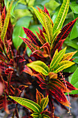 Garden Croton, Combeima Canyon, Ibague, Colombia