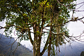 Combeima Canyon, Ibague, Colombia