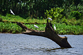 White egrets resting on tree in Tarcoles River, Costa Rica