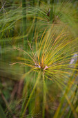 Papyrus (Cyperus papyrus) in der Combeima-Schlucht,Ibague,Kolumbien