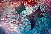 Giant manta rays glide through the water, surrounded by schools of fish at the Lisbon Oceanário in Portugal.