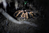 Vogelspinne in einem Baum bei Nacht,Costa Rica