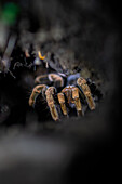 Tarantula in tree at night, Costa Rica