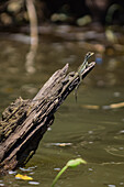 Basilisk on tree branch in Tarcoles River, Costa Rica