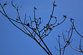 Birds rest on tree in Tarcoles River