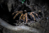 Tarantula in tree at night, Costa Rica