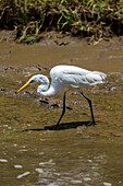 Silberreiher im Tarcoles-Fluss,Costa Rica