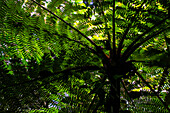 Green fern in Monteverde, Costa Rica