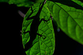 Silhouette of anole lizard behind a leaf, Costa Rica