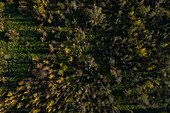 Aerial view of an area of trees