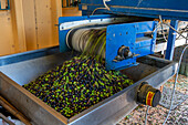 Defoliated olives are dumped by conveyor into a bin & carried to the washing machine in an olive oil mill in Italy.