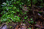 Vegetation in La Fortuna, Costa Rica