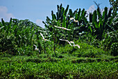 White egrets flying over Tarcoles River, Costa Rica