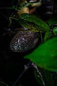 Transparent leaf skeleton spotted during night fauna tour in Monteverde, Costa Rica