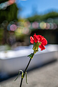 A vibrant red carnation in focus against a blurred background, capturing the essence of a wedding party in Malaga, Spain. Symbolic of love and celebration.