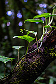 Trees and vegetation in Monteverde cloud forest, Costa Rica