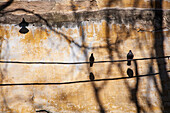 Doves landed on a cable in Alfama, casting shadows on a weathered wall, surrounded by the essence of Lisbon's charm.