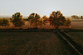 Aerial view of the fields and trees in La Alfranca area in Zaragoza, Spain