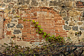 A grape vine on a remodeled wall in the medieval walled town of Monteriggioni, Sienna, Tuscany, Italy. The former window has been bricked in.