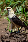 Yellow-headed caracara in Tarcoles River, Costa Rica