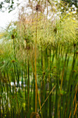 Papyrus (Cyperus papyrus) in der Combeima-Schlucht,Ibague,Kolumbien