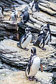 Magellanic penguins roam the rocky terrain of Lisbon Oceanário, displaying their natural behavior in a controlled setting.