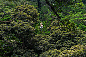 Canopy-Tour in Costa Rica