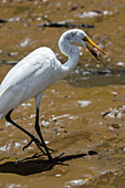 White egret in Tarcoles River, Costa Rica