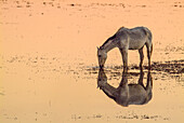 A beautiful marismena mare grazes peacefully in the tranquil marshlands of Doñana National Park, reflected in the still waters at sunset.