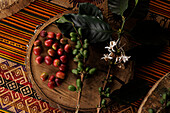 Arabica coffee (Coffea arabica) on the small family-owned Finca Los Angeles in Jardin, Colombia. Shown here are green and ripe coffee berries and flowers