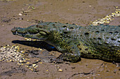 American crocodile (Crocodylus acutus) in Tarcoles river, Costa Rica