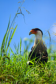 Crested caracara in Tarcoles River, Costa Rica