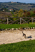 A cat on a lavender farm at Taverna di Bibbiano in Sienna, Italy.