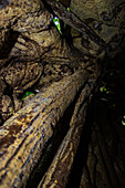 View inside a log of a Large Strangler Fig Tree (Ficus costaricana), Monteverde, Costa Rica