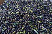 Bins of olives ready for processing in an olive oil mill in Fara in Sabina, Lazio, Italy.