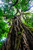 Large Strangler Fig Tree (Ficus costaricana), Monteverde, Costa Rica