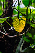 Trees and vegetation in Monteverde cloud forest, Costa Rica