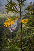 Combeima Canyon, Ibague, Colombia