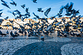 A vibrant flock of pigeons lifts off from the cobblestone square in Rossio, creating a lively atmosphere in the heart of Lisbon.